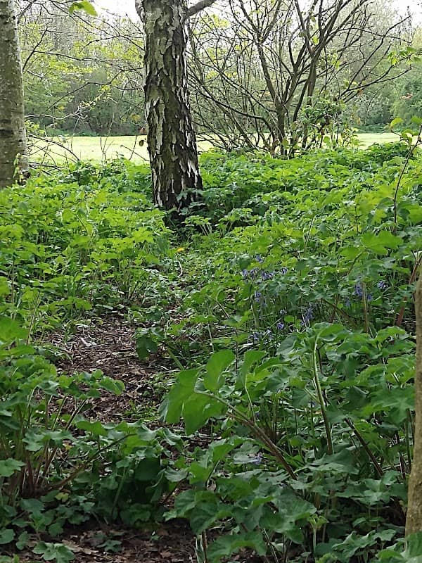 Millennium Green - Image 1