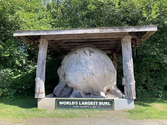 World’s Largest Burl - Image 1