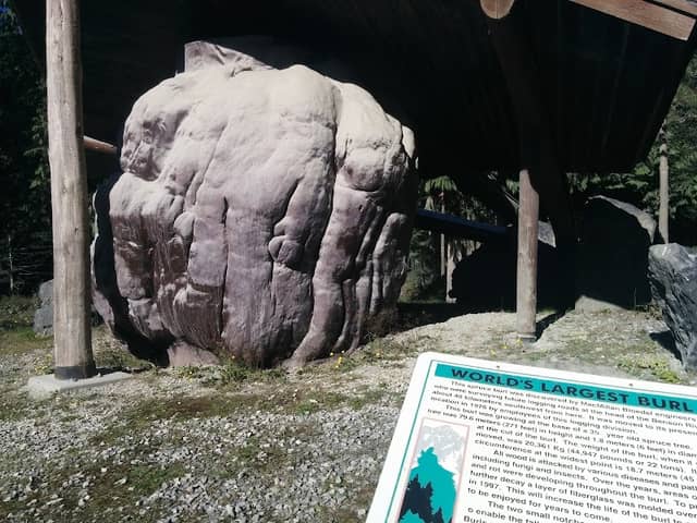 World’s Largest Burl - Image 2