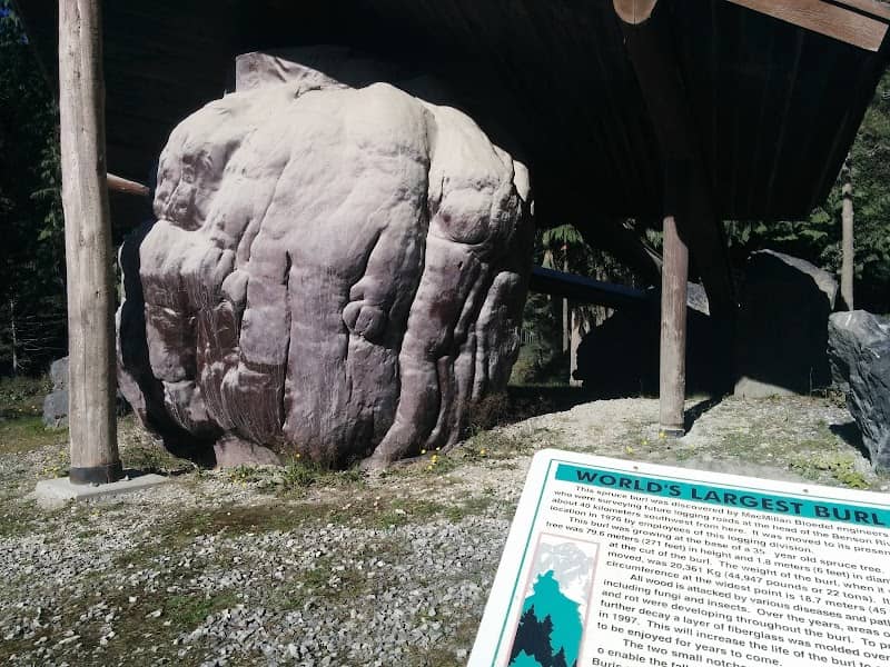 World’s Largest Burl - Image 2