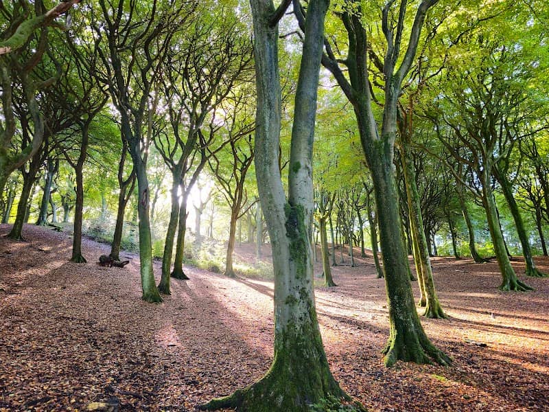 Tandle Hill Country Park - Image 1