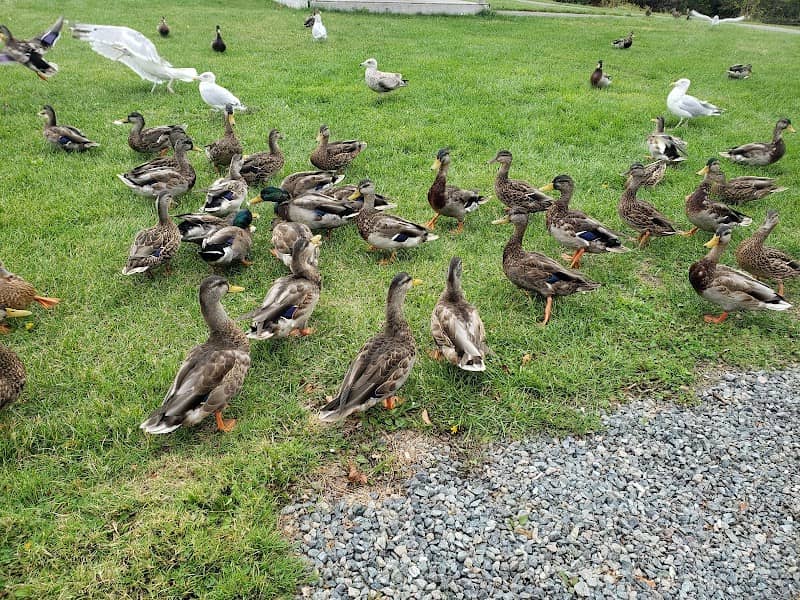 Smelt Brook Park - Image 1