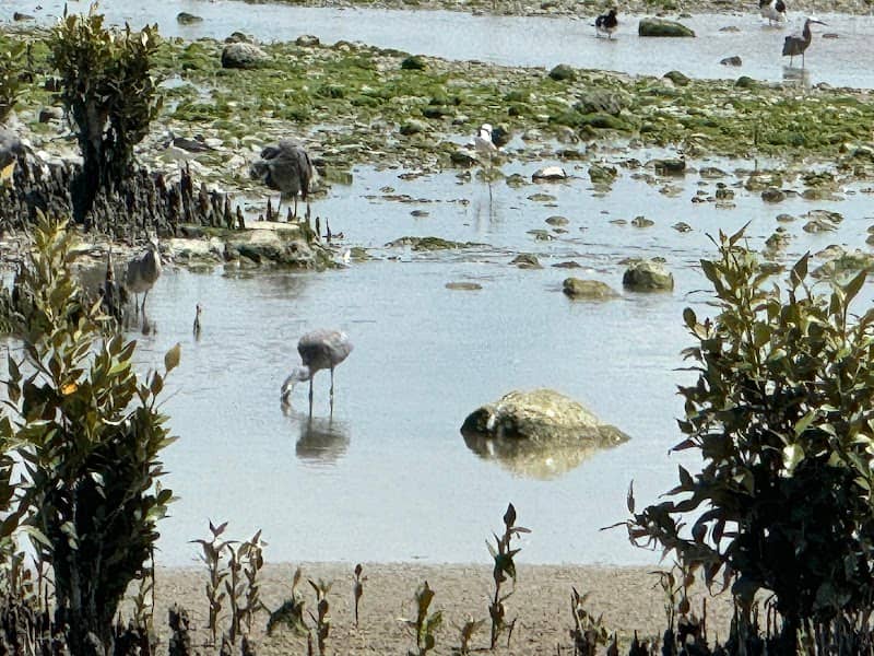 Parawai Birdwatch - Image 1