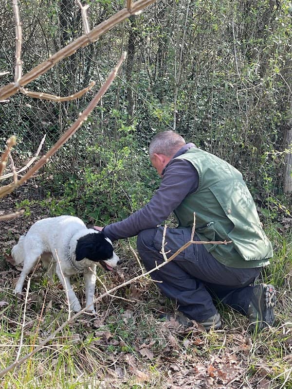 Truffle in Tuscany - Image 1