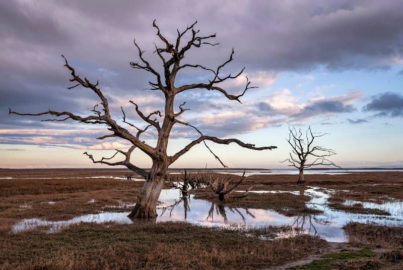 Porlock Marsh - Image 1
