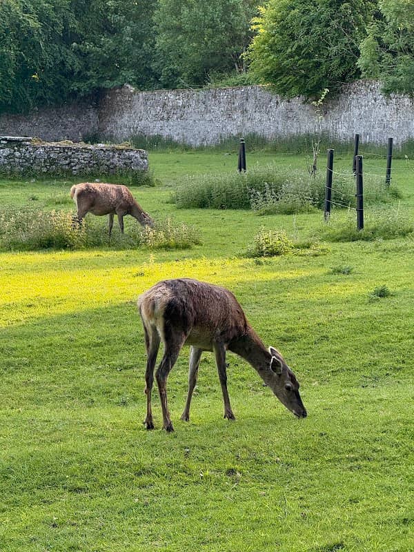 Coole Park - Image 1