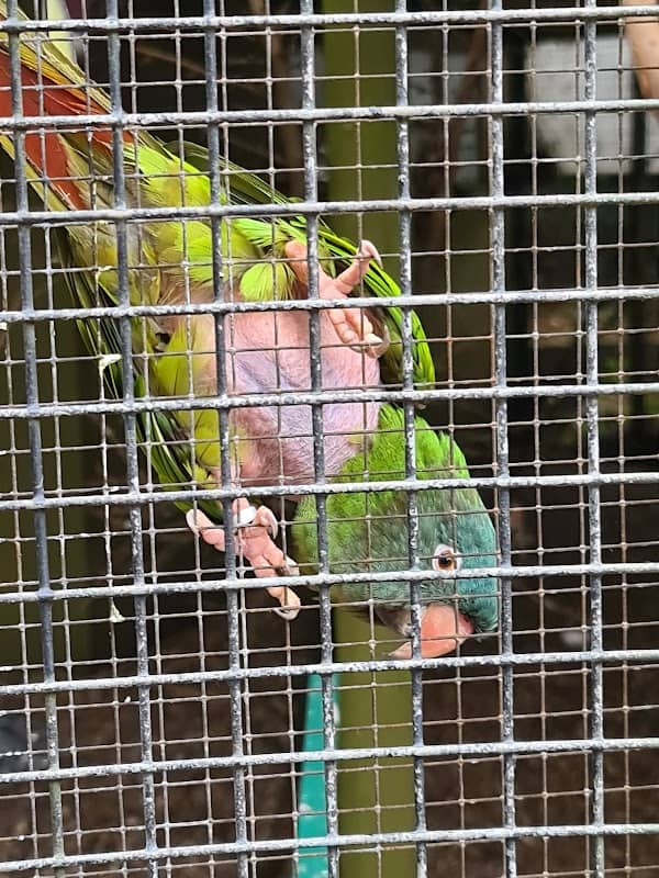 Queen's Park Aviary - Image 1