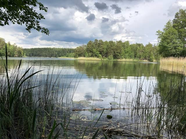 Rösjöskogens naturreservat - Image 1