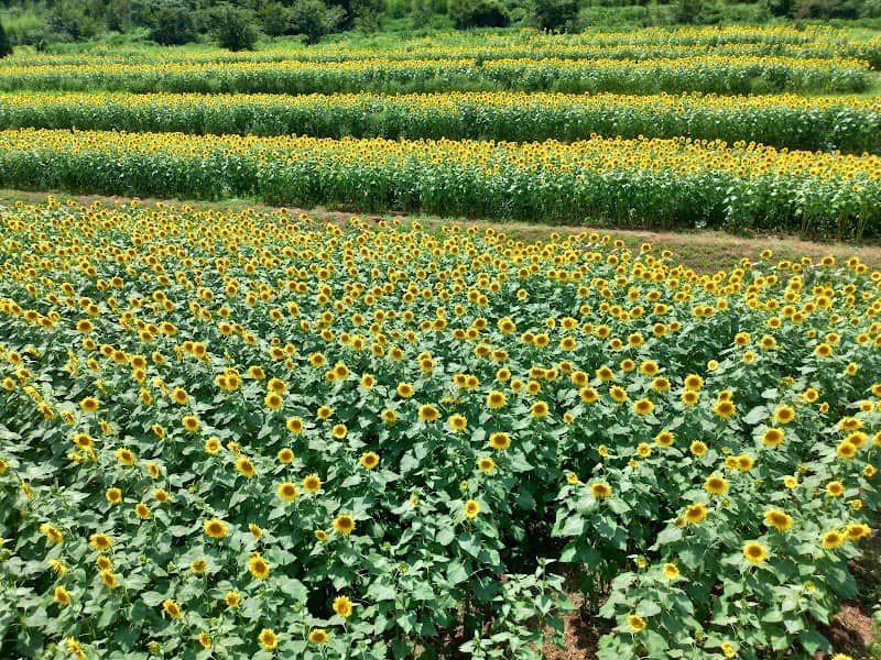 Mutsumi Flower Road - Image 2