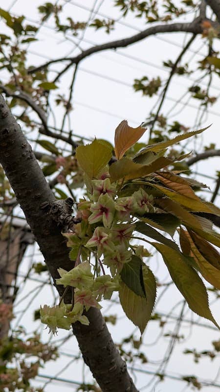 御衣黄桜 - Image 3