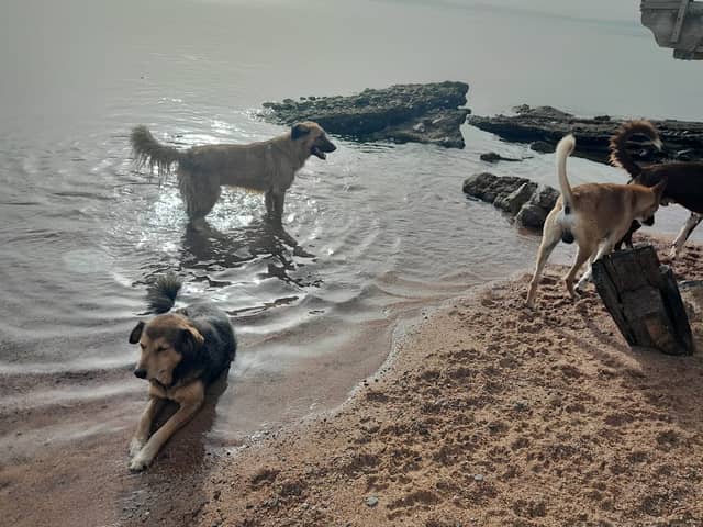 Christina's Dogs Place - Image 1