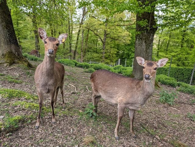 Wildpark Heitern - Image 2