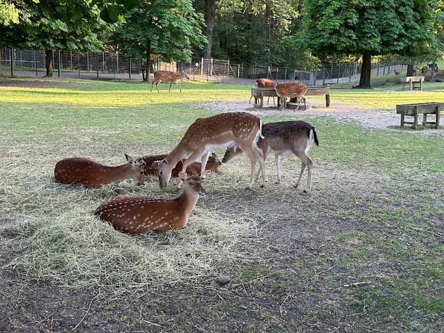 Wildpark Heitern - Image 1