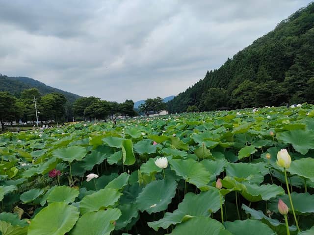 Hanahasu Park - Image 1