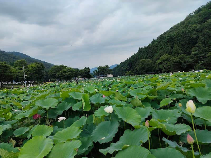 Hanahasu Park - Image 1