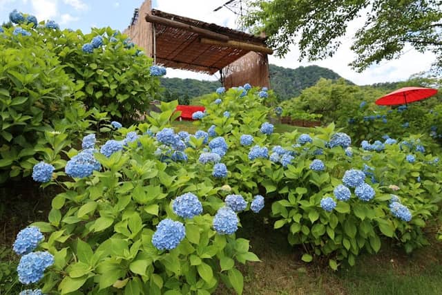 Hanahasu Park - Image 2