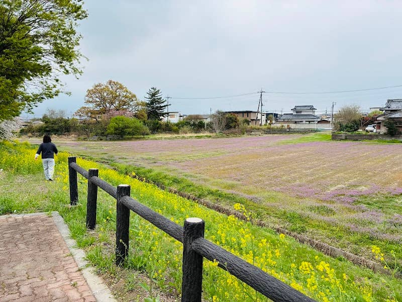若宮ふれあい公園コスモス畑 - Image 1