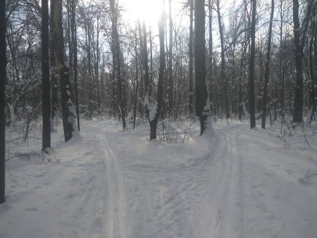 Vidnovsky Forest - Image 1