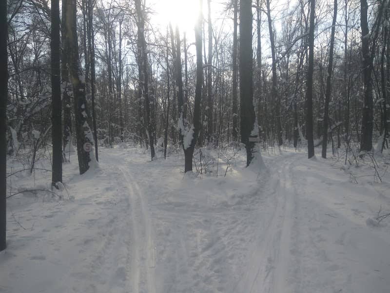 Vidnovsky Forest - Image 1