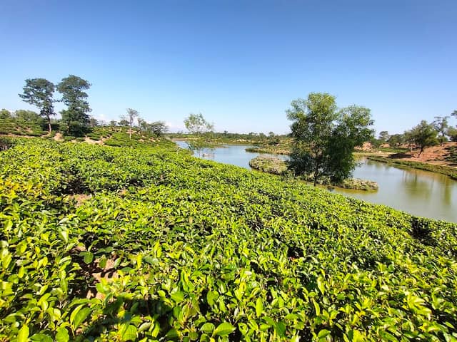 Balikandi tea garden - Image 1