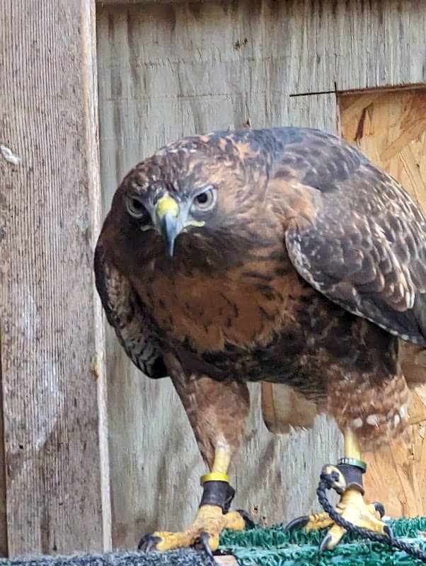 Iowa Raptor Project - Image 2