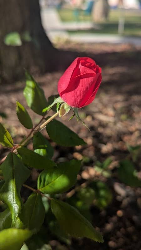 Howard Avenue Park - Image 1