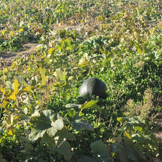 New Salem Corn Maze - Image 1