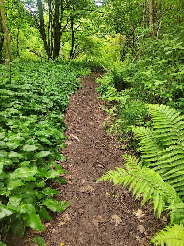 Pennine Edge Wood - Image 2