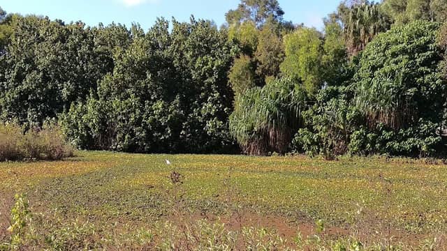Wetlands Andergrove - Image 1