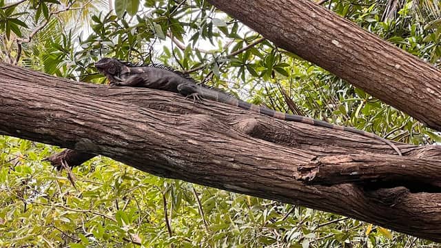 William Mangrove Tours. - Image 3