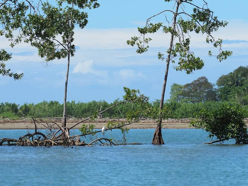 William Mangrove Tours. - Image 1