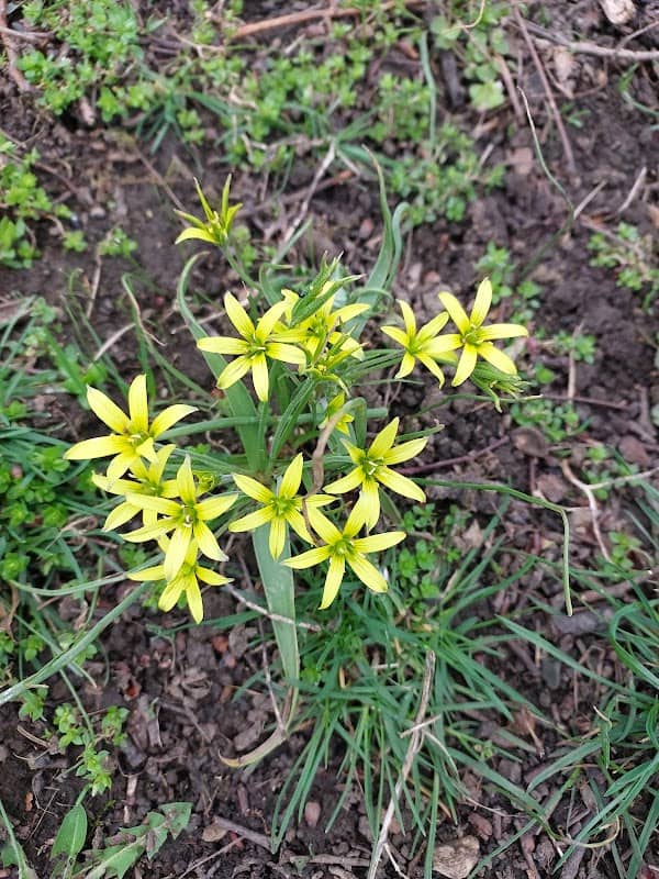 Gradina de Vara - Image 1