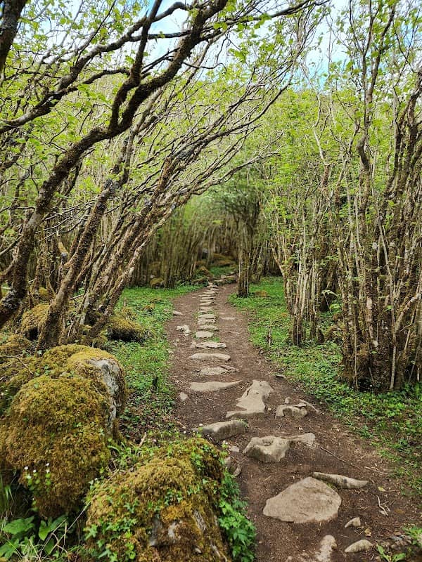 Burren National Park - Image 3