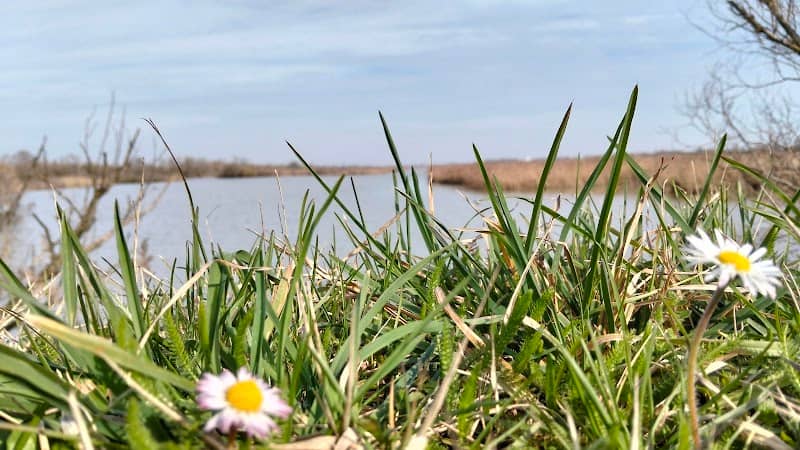 Parco Regionale del Delta del Po (Valli di Argenta) - Image 2