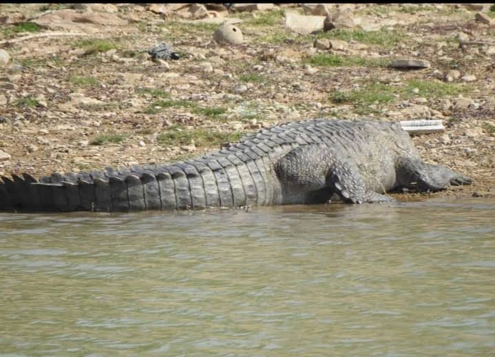 Khatri Tadav (Crocodile Lake) - Image 3