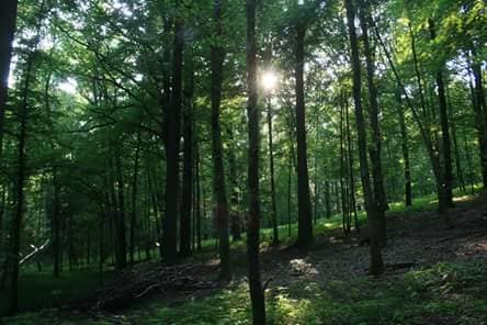 Park Und Lehrpfad Diebesgrund Munzig - Image 1