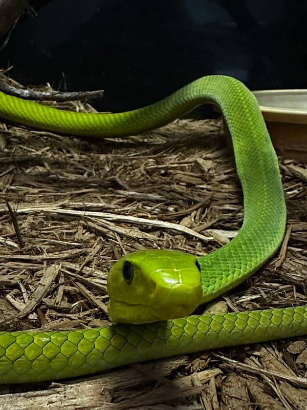 Kentucky Reptile Zoo - Image 3