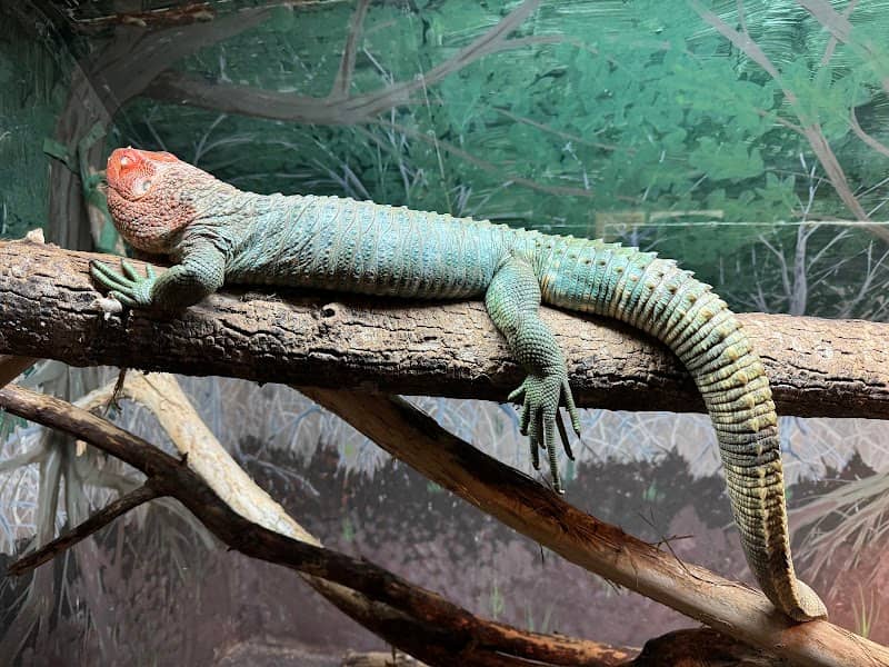 Kentucky Reptile Zoo - Image 2