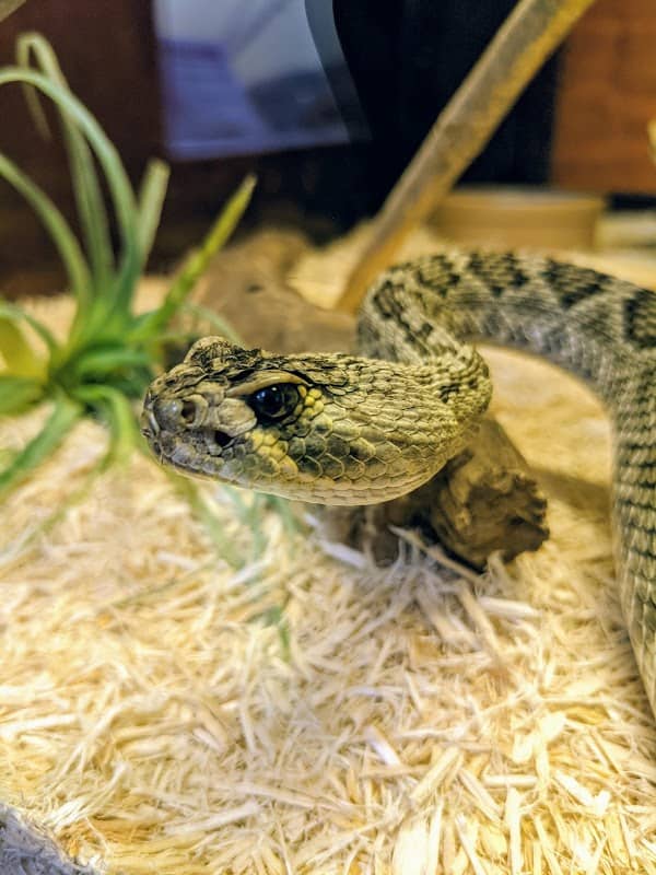 Kentucky Reptile Zoo - Image 1