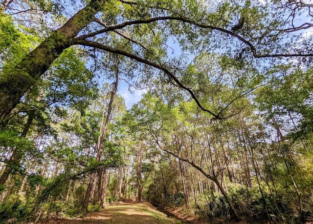 Flatwoods Conservation Area - Image 2