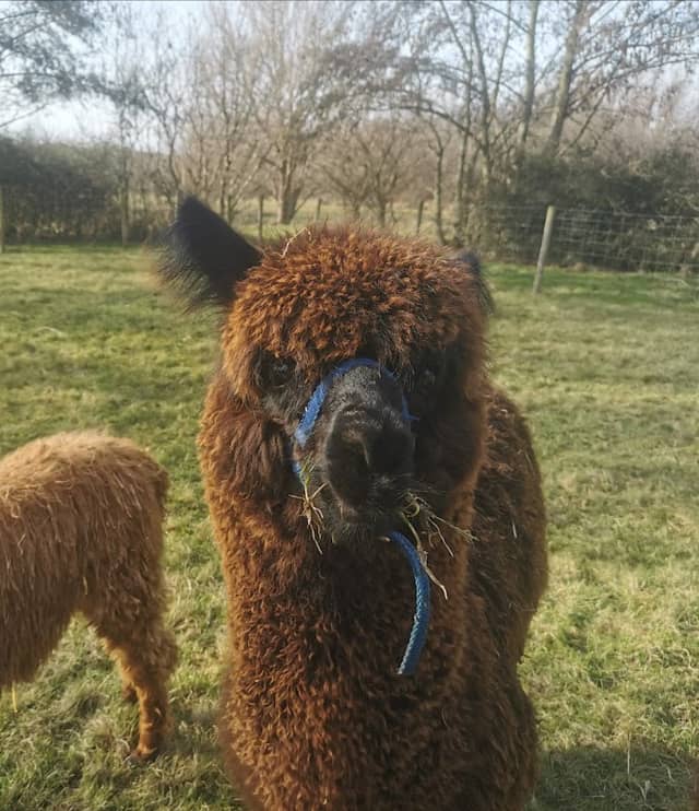 Alpacaervaringen Hoeve Larenburg - Image 1
