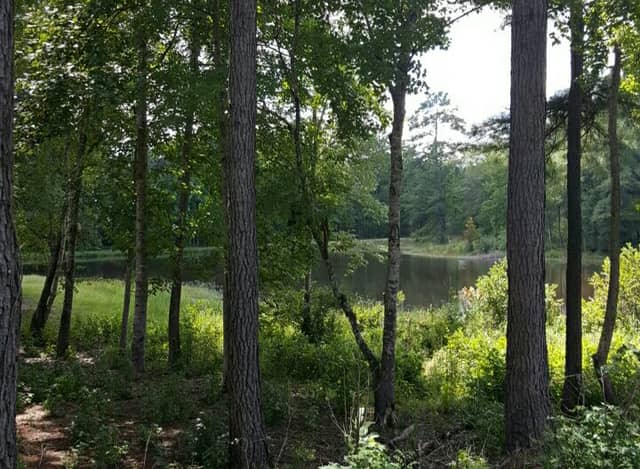 Tuskegee National Forest - Image 1