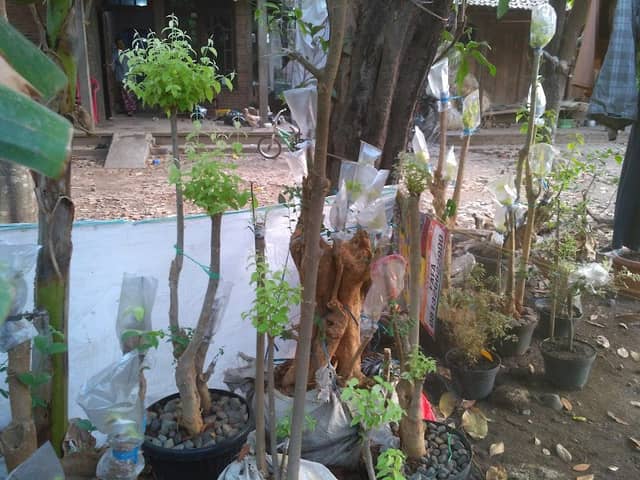 Fadlan bonsai - Image 2