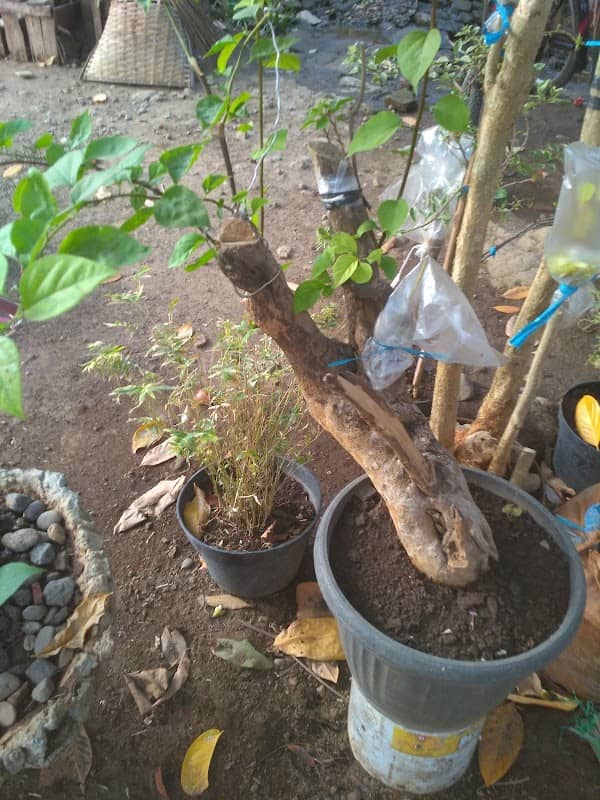 Fadlan bonsai - Image 1