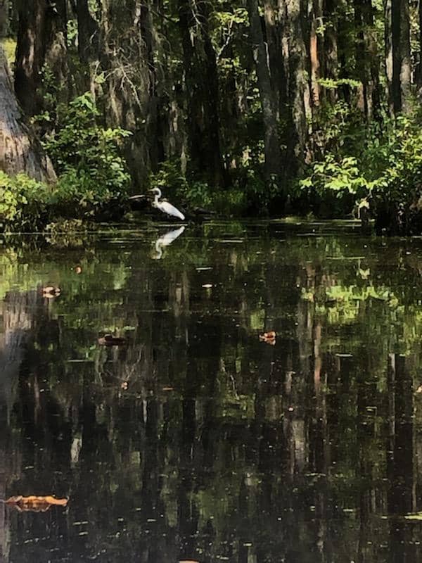 Merchants Millpond - Image 1