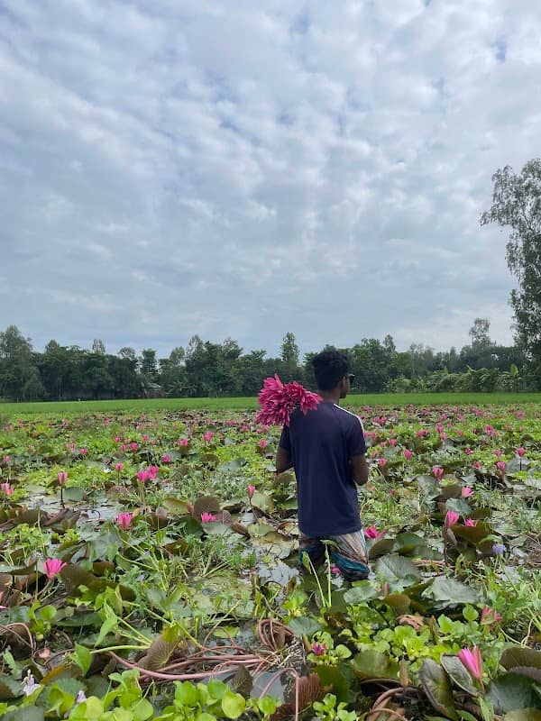 মিনি শাপলার বিল - Image 1