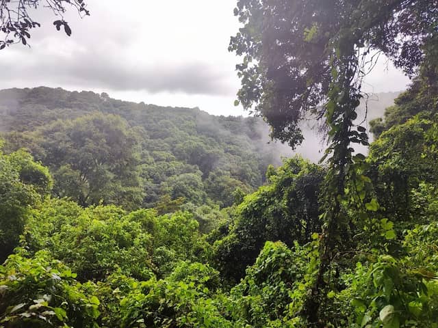 Reserva Ecológica El Manzanillo - Image 1