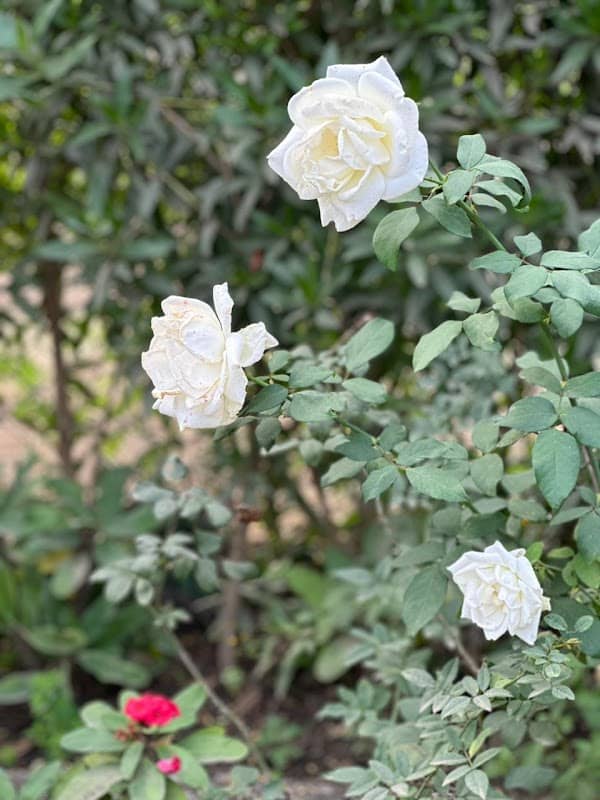 وادي القمر - Image 1