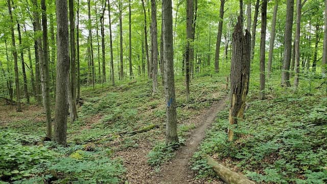 Oak Ridge Trail - Image 1