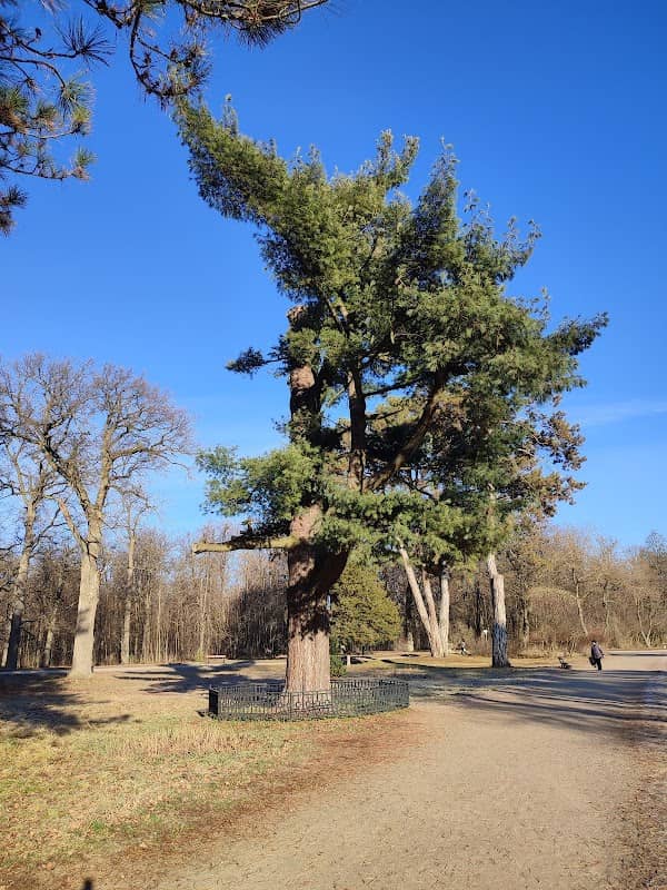 Topolya Chorna - Image 1